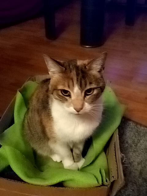 Foto